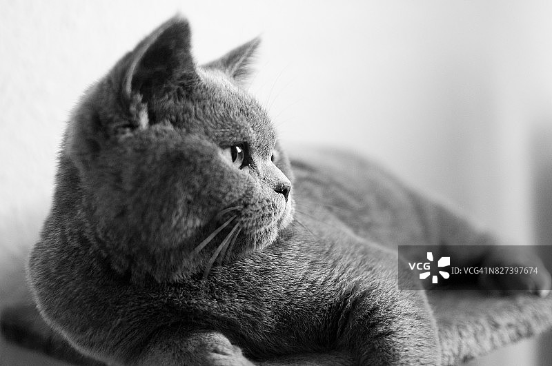 躺在猫窝里看向远方的英国短毛猫图片素材