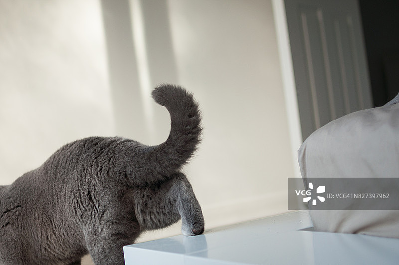 英国短毛猫走开，远离床图片素材