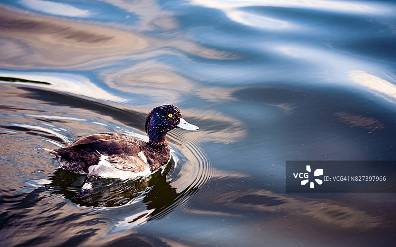 雄性凤头潜鸭图片素材