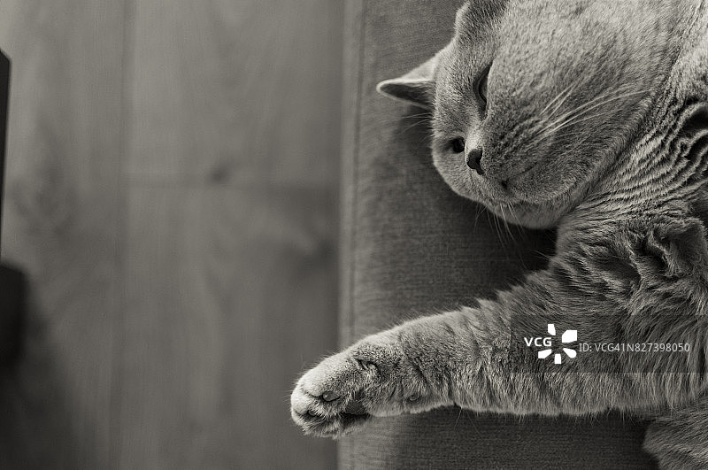 英国短毛猫在沙发边沿休息图片素材