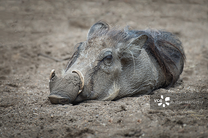 熟睡的疣猪图片素材