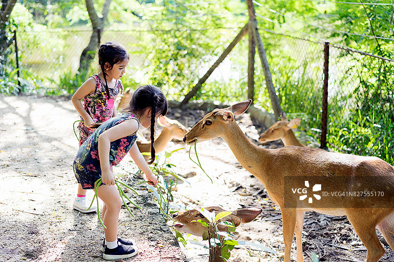 动物园里的儿童图片素材