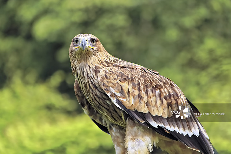好奇的金雕或白肩雕看向镜头图片素材