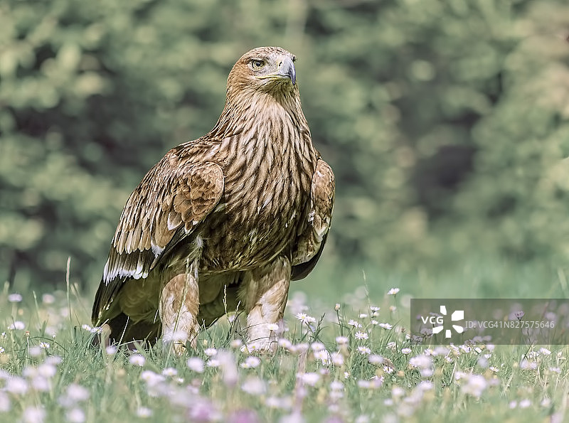雏菊花丛中的金雕图片素材
