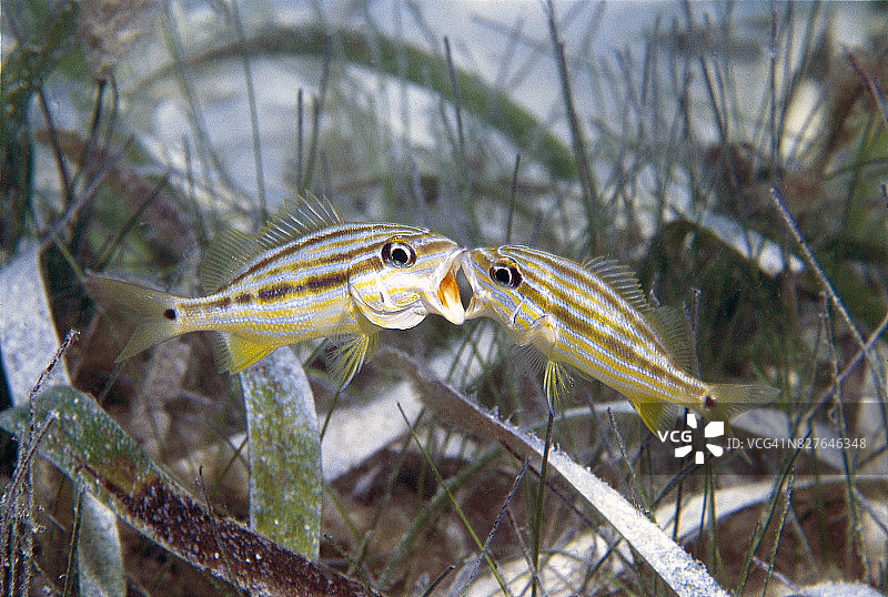 正在争斗的蓝条石鲈（幼鱼）图片素材