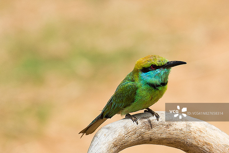 树枝上的绿蜂虎图片素材