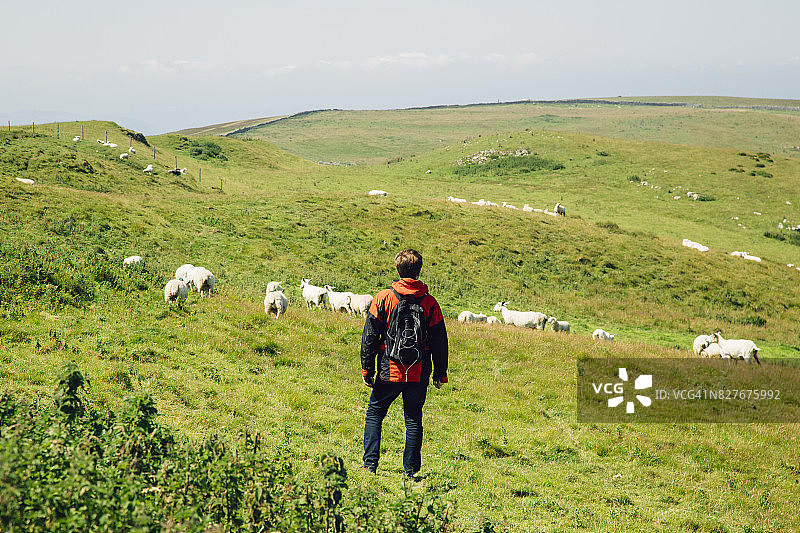 游客在威尔士格雷特奥姆山丘上徒步旅行，与羊群为伴图片素材