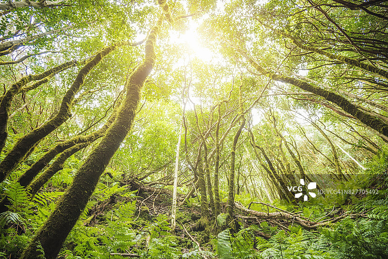 热带雨林图片素材