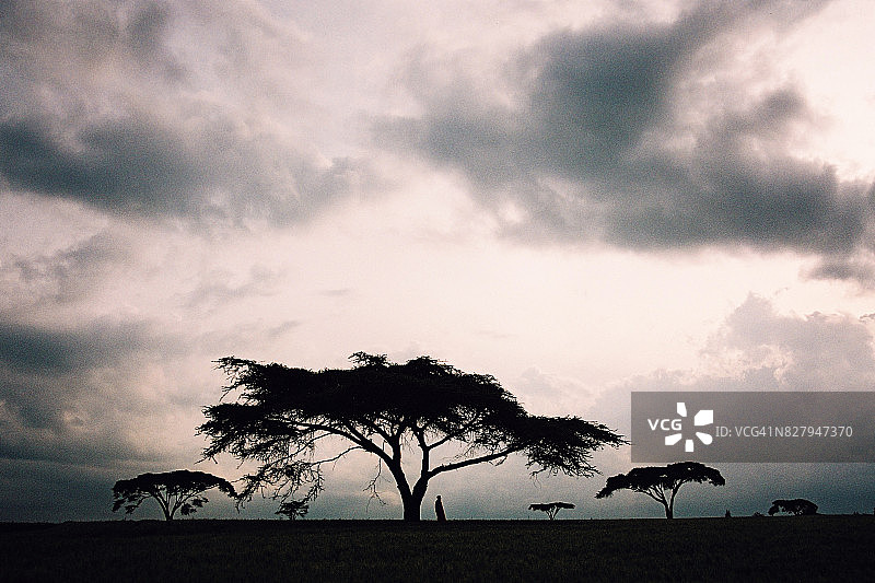 站在金合欢树下的马赛族男人剪影与天空图片素材