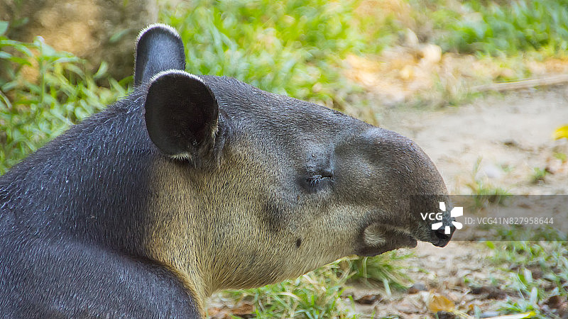 貘的头部侧视图图片素材