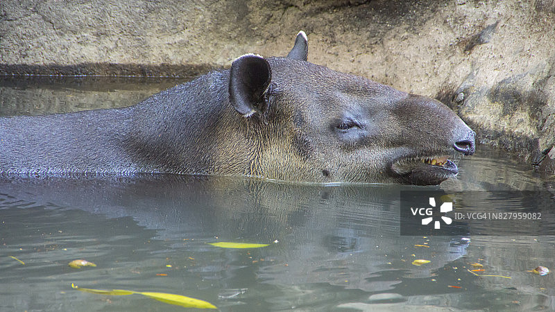 水中貘的侧视图图片素材