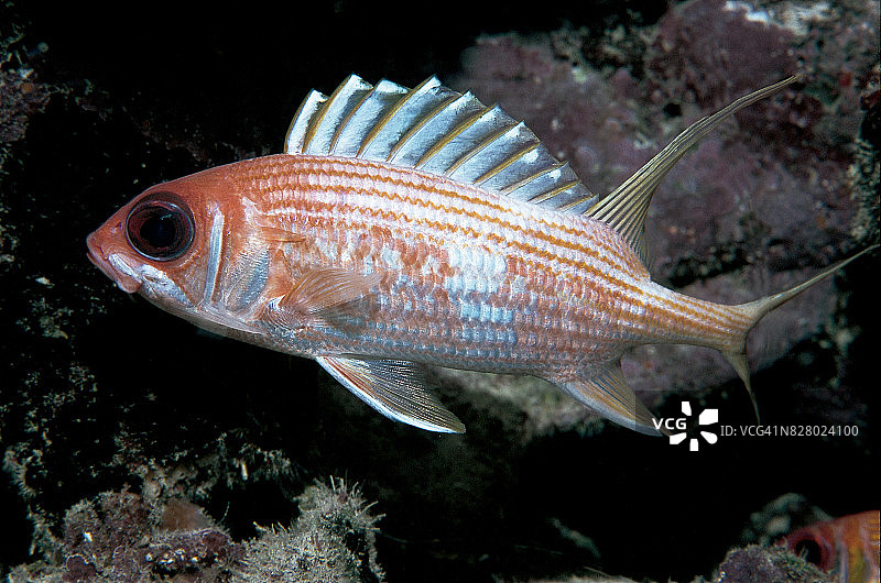 长棘松球鱼图片素材