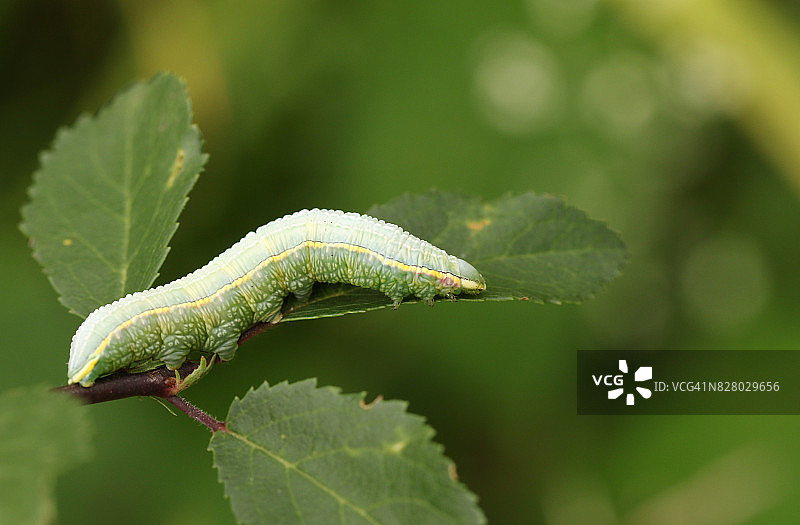 一只淡色的尺蛾毛虫栖息在树叶上图片素材