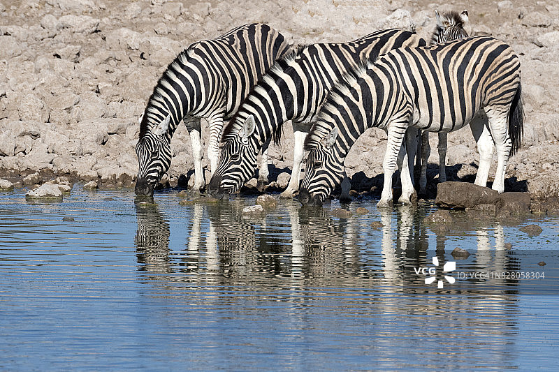 哈特曼山斑马图片素材