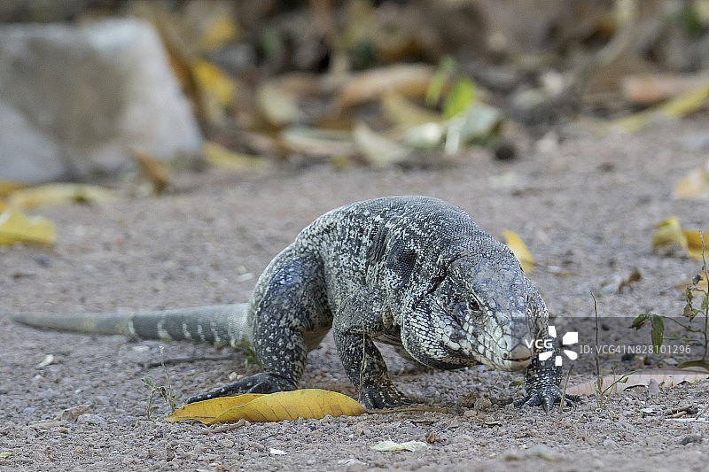 阿根廷黑白蜥蜴图片素材