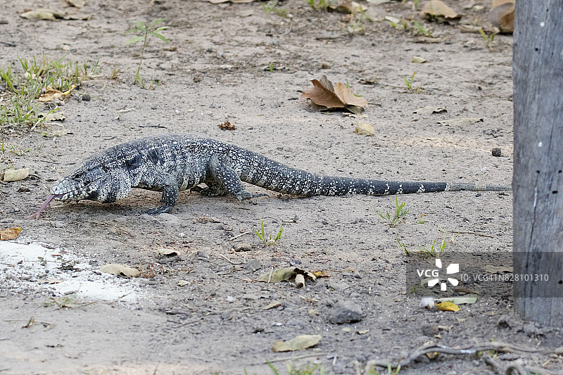 阿根廷黑白南美蜥蜴图片素材