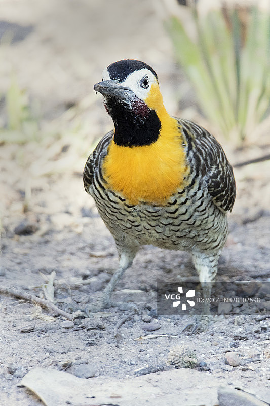 雄性扑动鴷图片素材