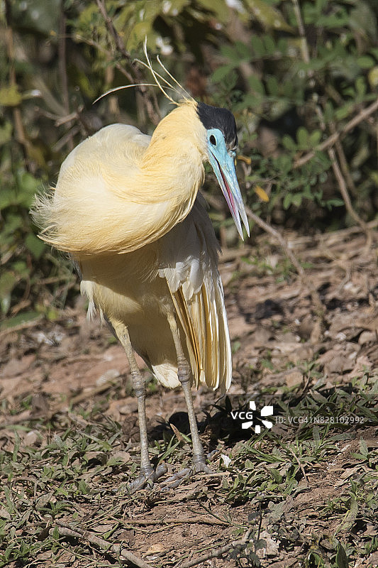 棕头鹭图片素材