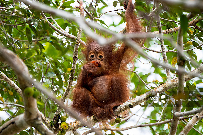 年轻的猩猩以成熟的无花果为食图片素材