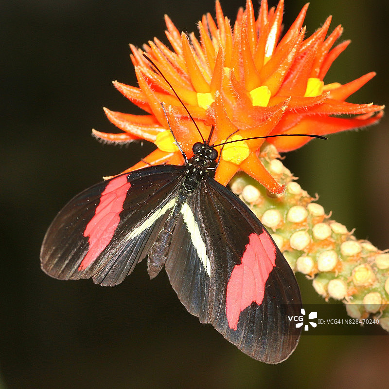 红邮递员蝴蝶图片素材