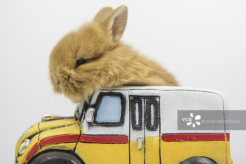 兔子开着一辆校车图片素材
