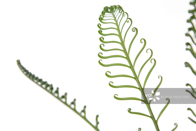 卷曲的叶子图片素材