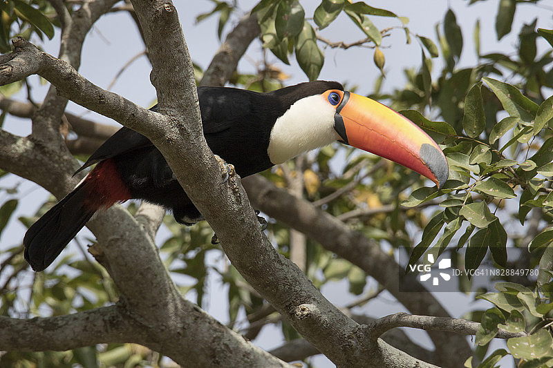 体罚巨嘴鸟图片素材