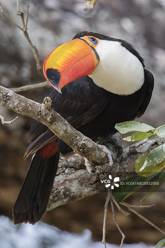 体罚巨嘴鸟图片素材