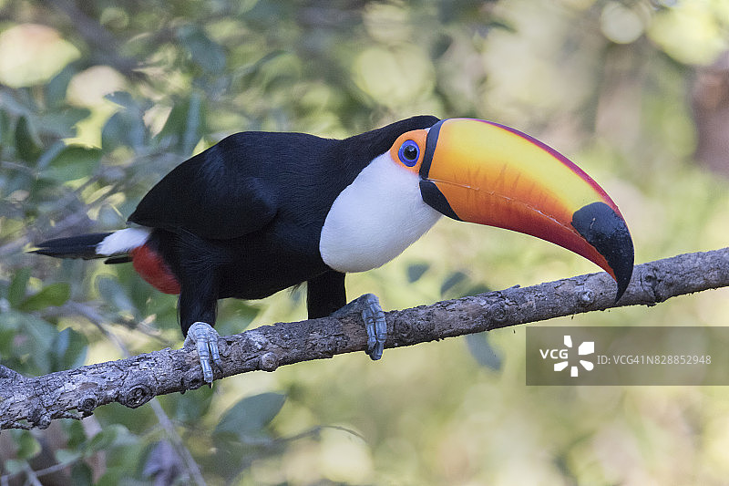 体罚巨嘴鸟图片素材