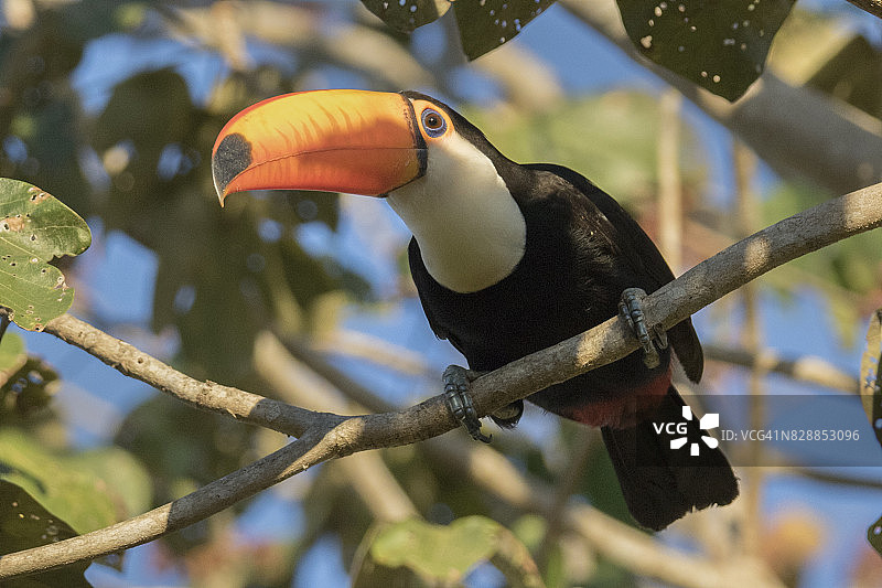 体罚巨嘴鸟图片素材
