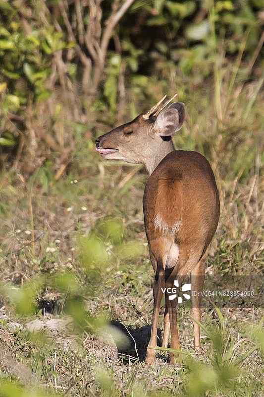 红色美洲小鹿，雄性图片素材