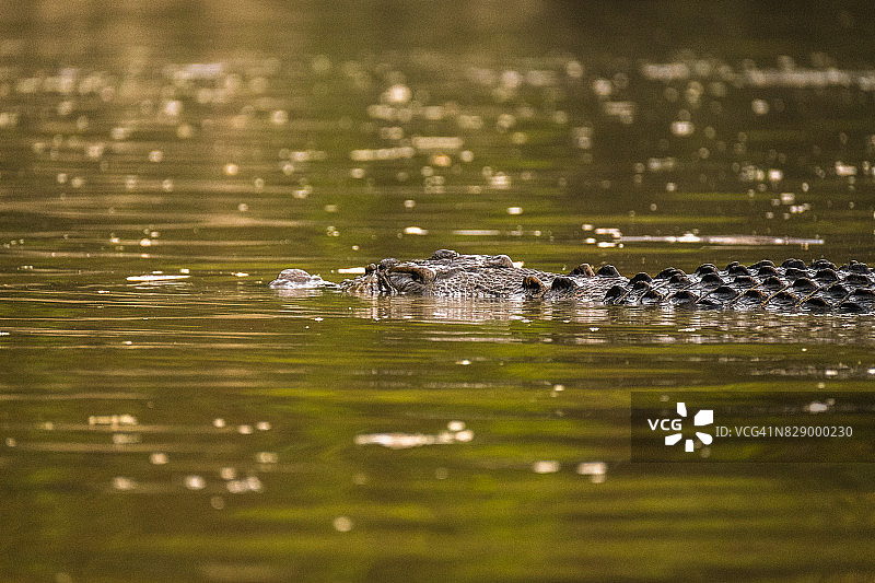 河口鳄鱼或咸水鳄鱼图片素材
