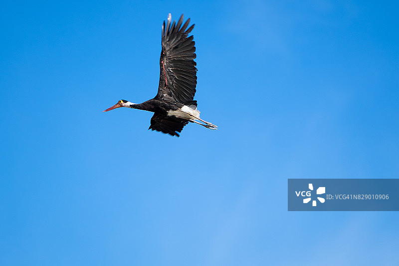 暴风雨中的鹳图片素材