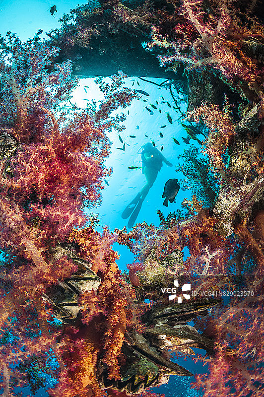 亚喀巴湾或埃拉特湾（红海北部顶端，西奈半岛以东，阿拉伯大陆以西）的水下世界图片素材