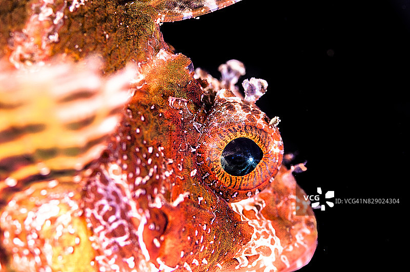 亚喀巴湾或埃拉特湾（红海北部顶端，西奈半岛以东，阿拉伯大陆以西）的水下世界图片素材