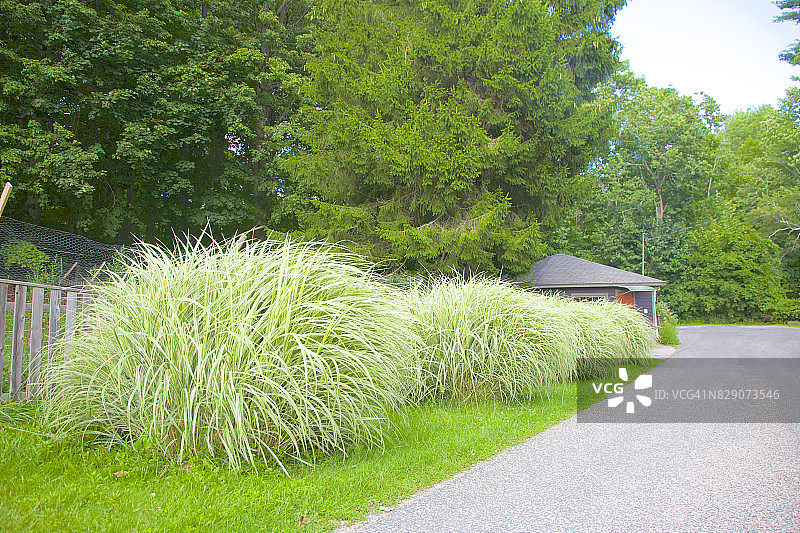 伯克希尔路边的四个独特的草堆图片素材