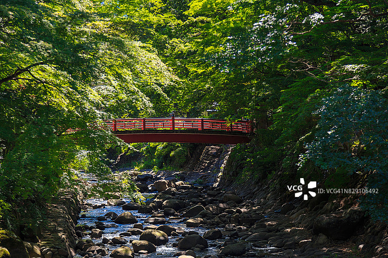 伊豆市桂桥竹林小径图片素材