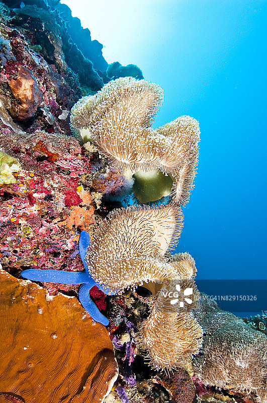 菲律宾水下世界图片素材