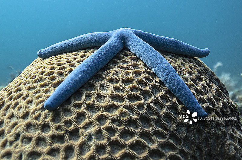 菲律宾水下世界图片素材