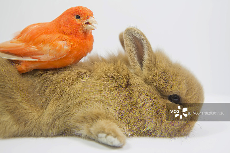 动物友谊图片素材