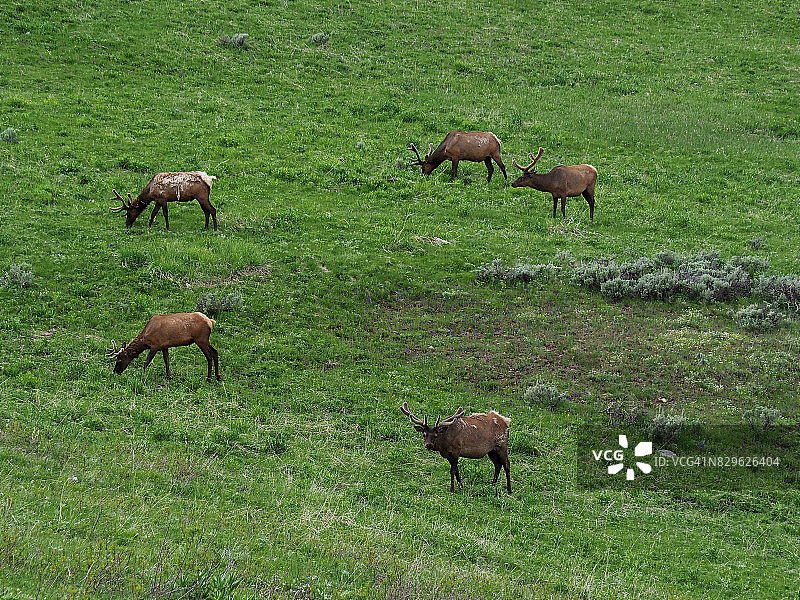 在黄石国家公园海登山谷吃草的麋鹿群图片素材