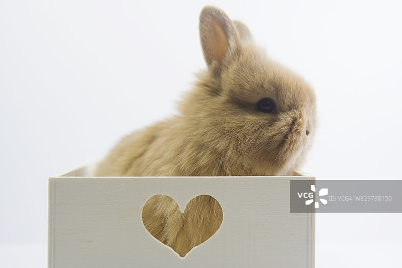 装在带爱心图案木盒里的兔子图片素材