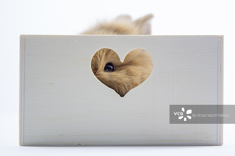 隐藏的兔子图片素材