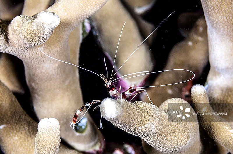 托吉安群岛：印度尼西亚中苏拉威西岛海岸托米尼湾的56个岛屿和小岛组成的群岛图片素材