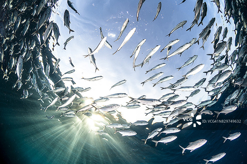 托吉安群岛：印度尼西亚中苏拉威西岛海岸托米尼湾的56个岛屿和小岛组成的群岛图片素材