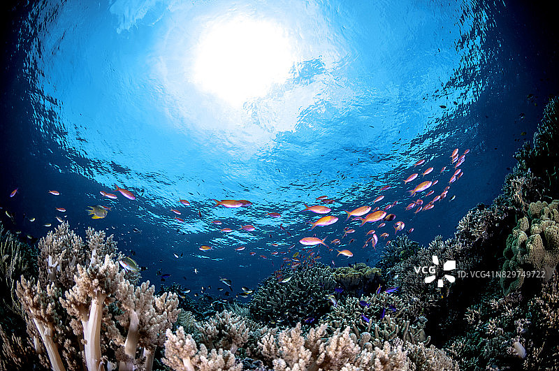 托吉安群岛：印度尼西亚中苏拉威西岛海岸托米尼湾的56个岛屿和小岛组成的群岛图片素材