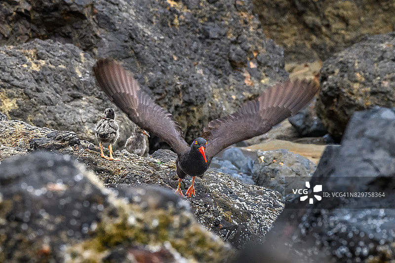 黑蛎鹬：喂食雏鸟后再次觅食，地点：俄勒冈州坎农海滩干草堆岩图片素材