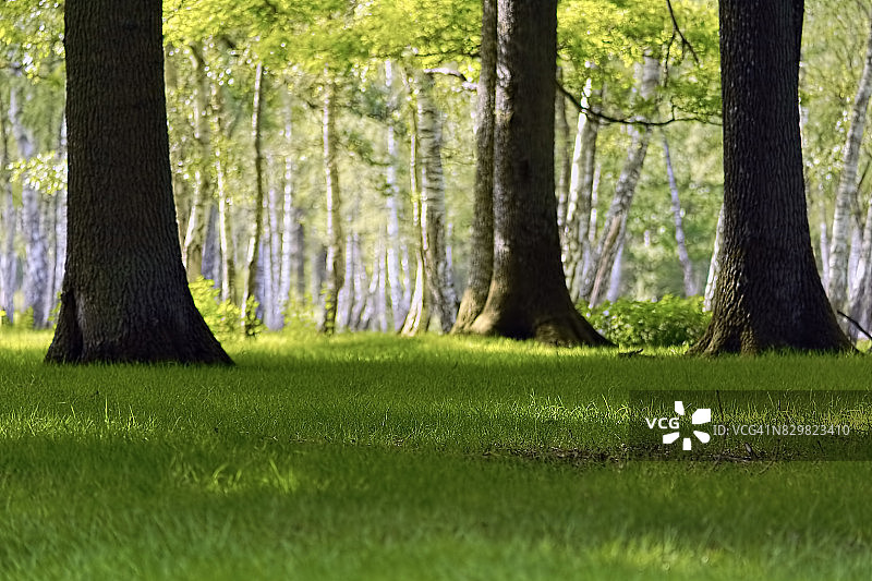 春日阳光下的美丽白桦林和黄绿色草地图片素材