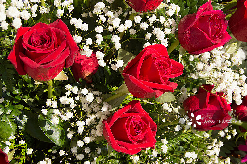 玫瑰花束图片素材