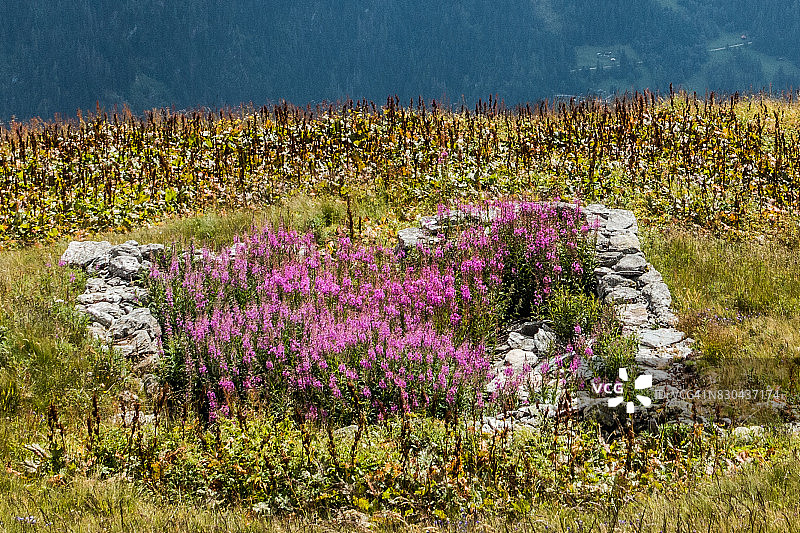 柳叶菜，韦尔比耶，瓦莱州，瑞士图片素材